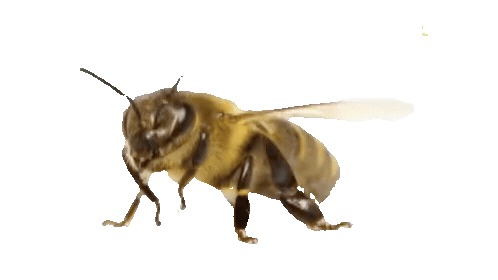 Bee (1)